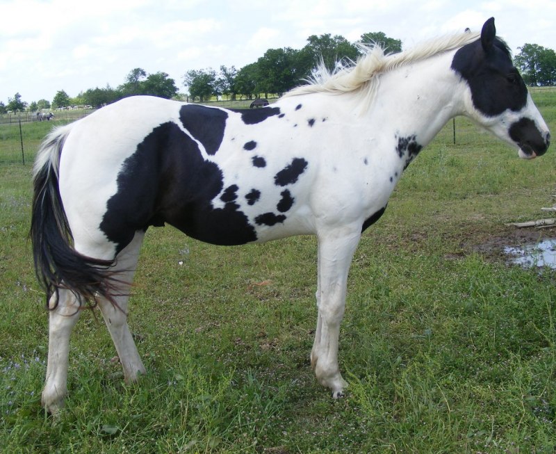 Гнедо пегая лошадь Мустанг