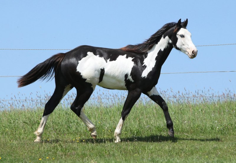 Гнедо пегая лошадь