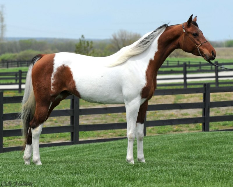 Американский Пейнтхорс лошадь
