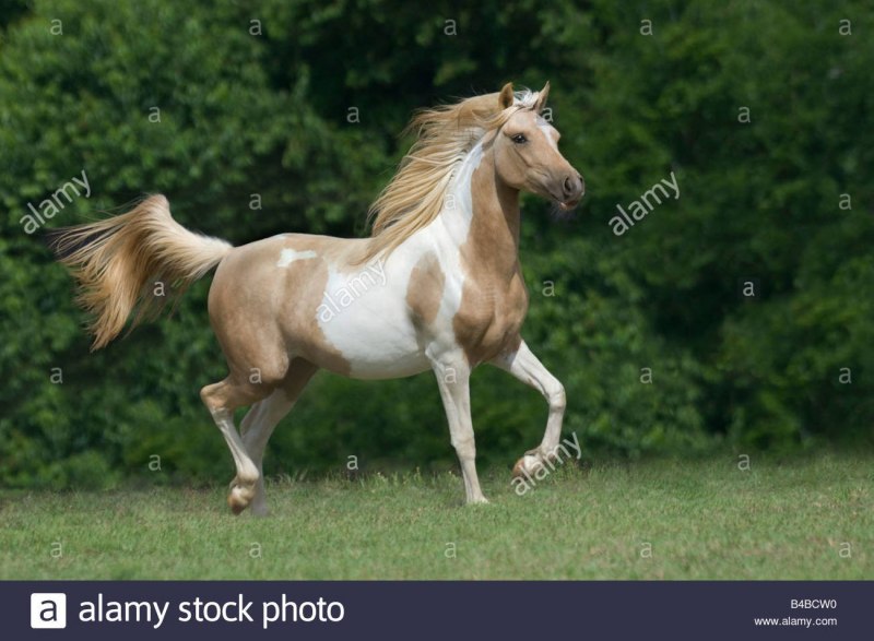 Породы лошадей американский Пейнтхорс