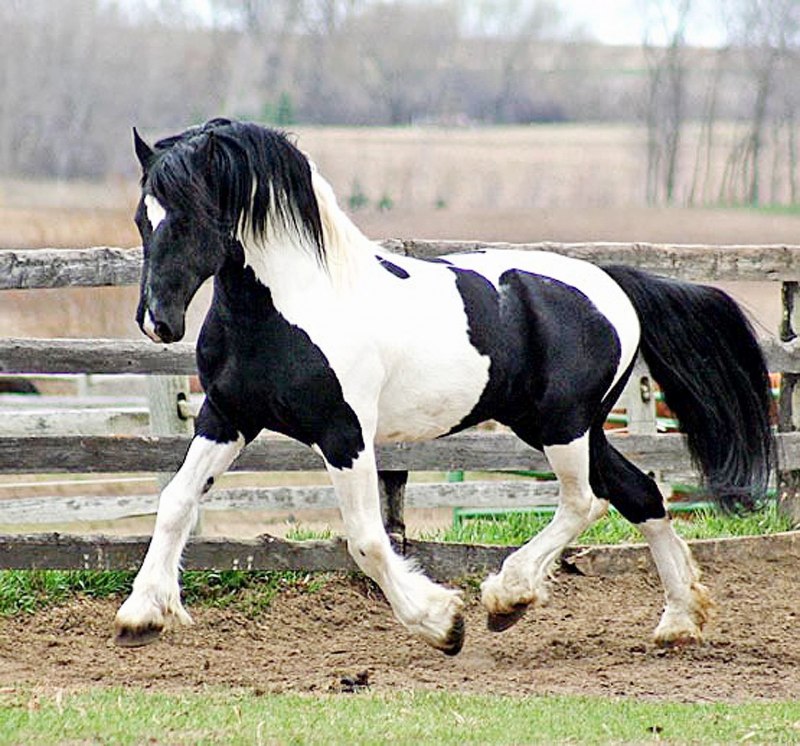 Вороно пегая масть