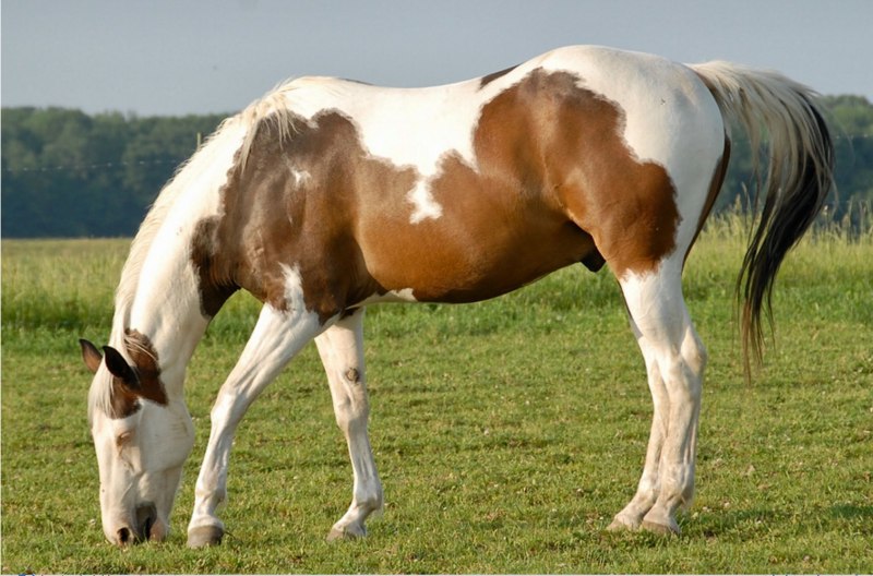 Лошадь породы Пинто