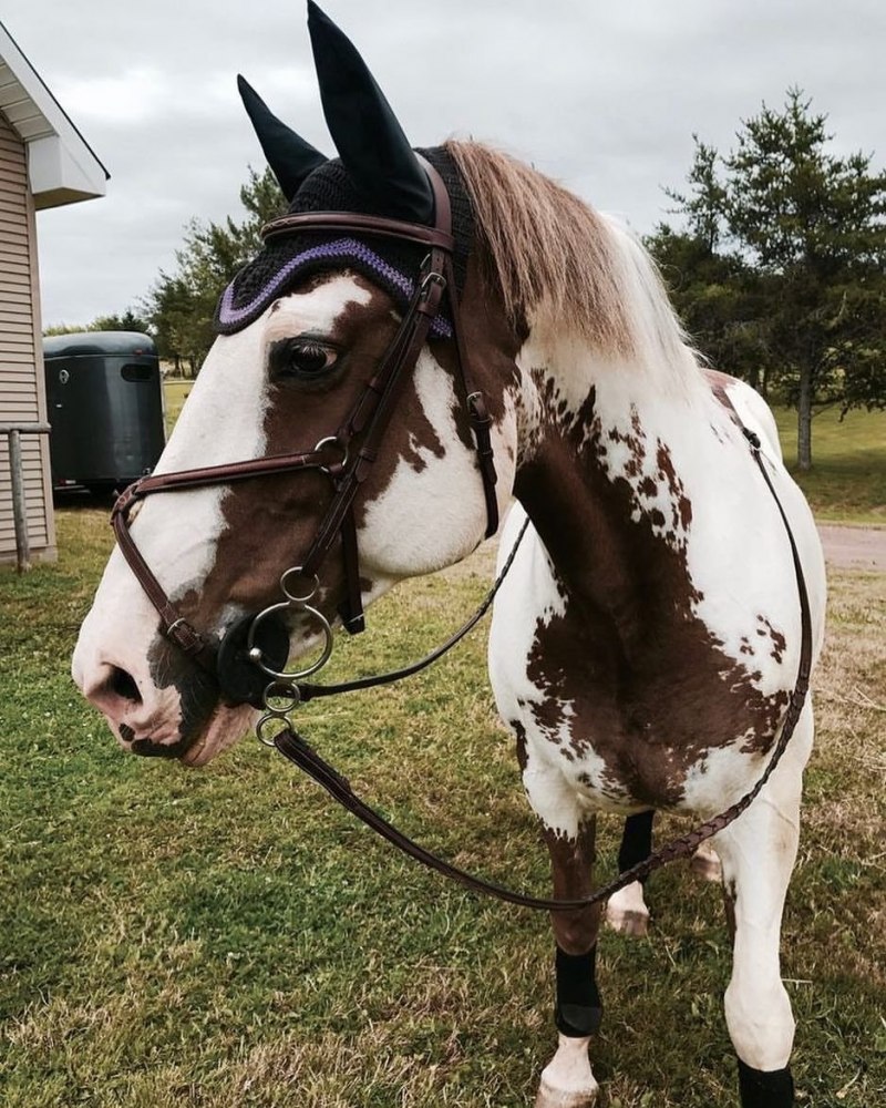Гнедо пегая лошадь Мустанг