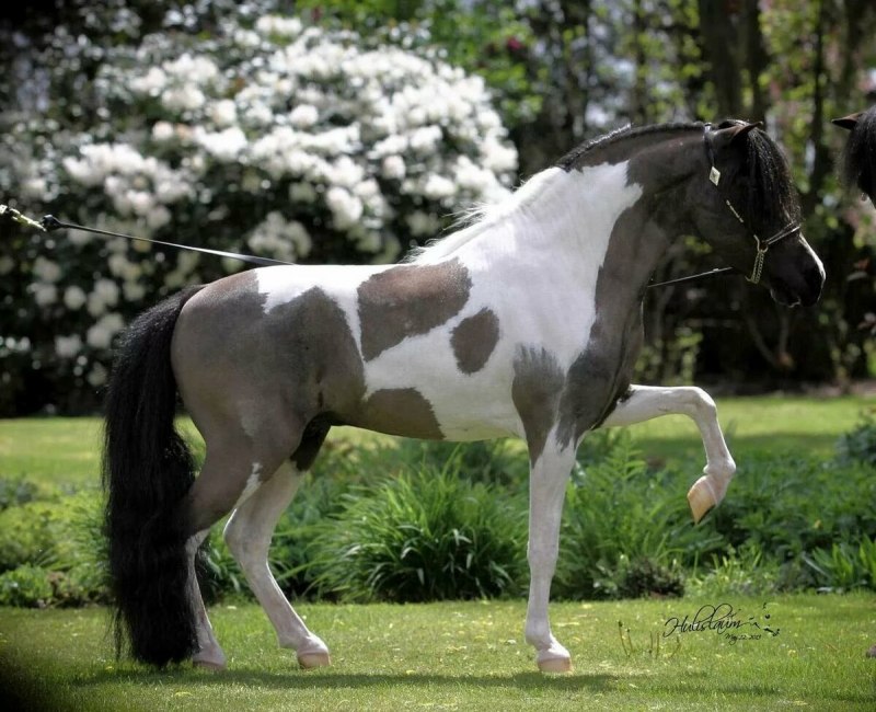 Вороно пегая масть лошади
