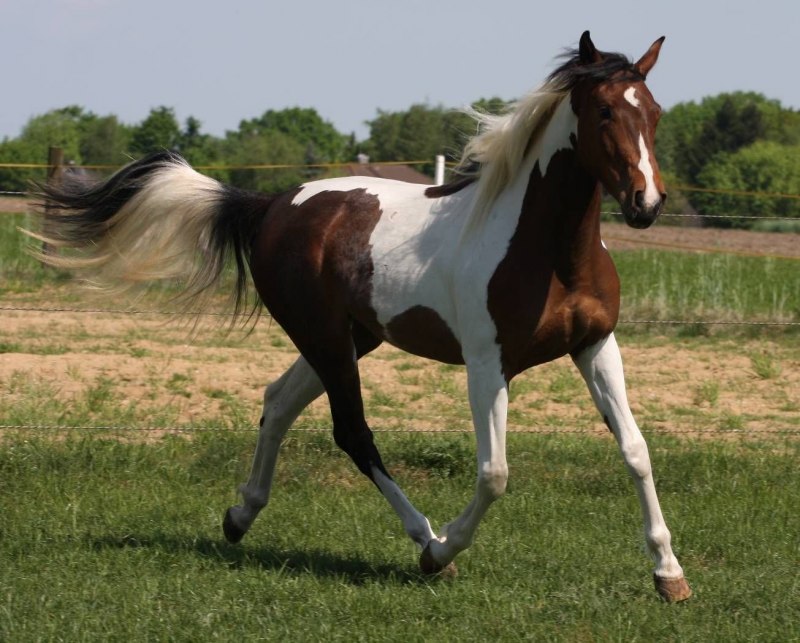 Сплешед Уайт масть лошади