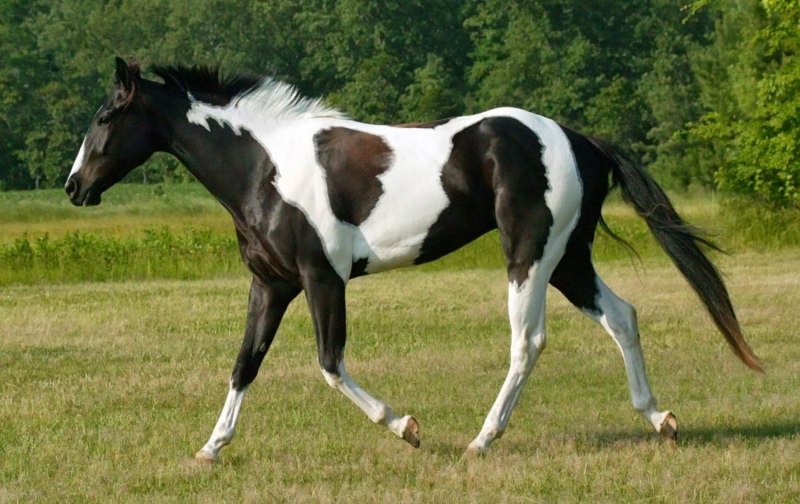 Вороно пегая