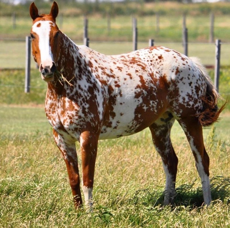 Ганноверская лошадь пегая