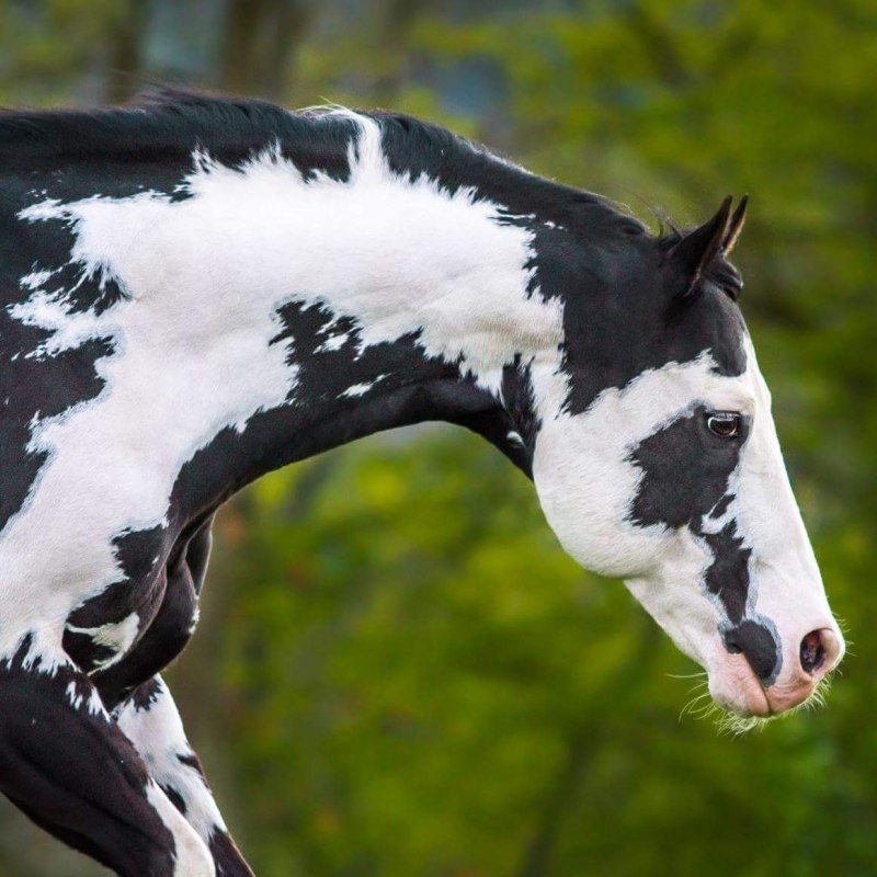 Пегая масть лошади