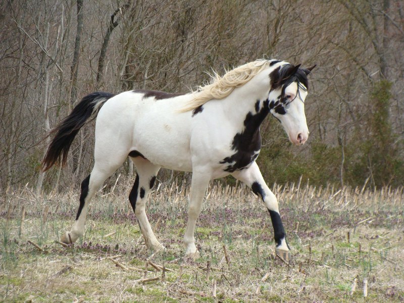 Пегая оверо