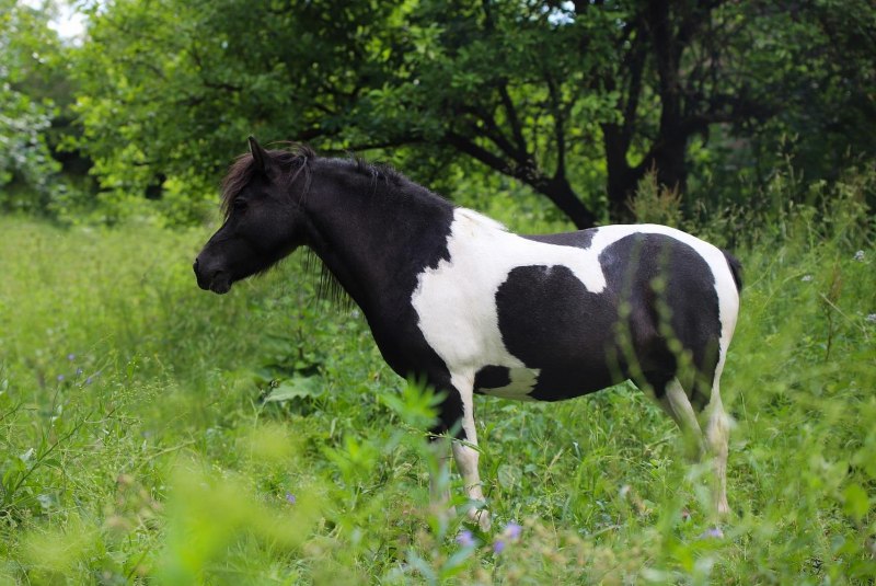 Аппалуза оверо
