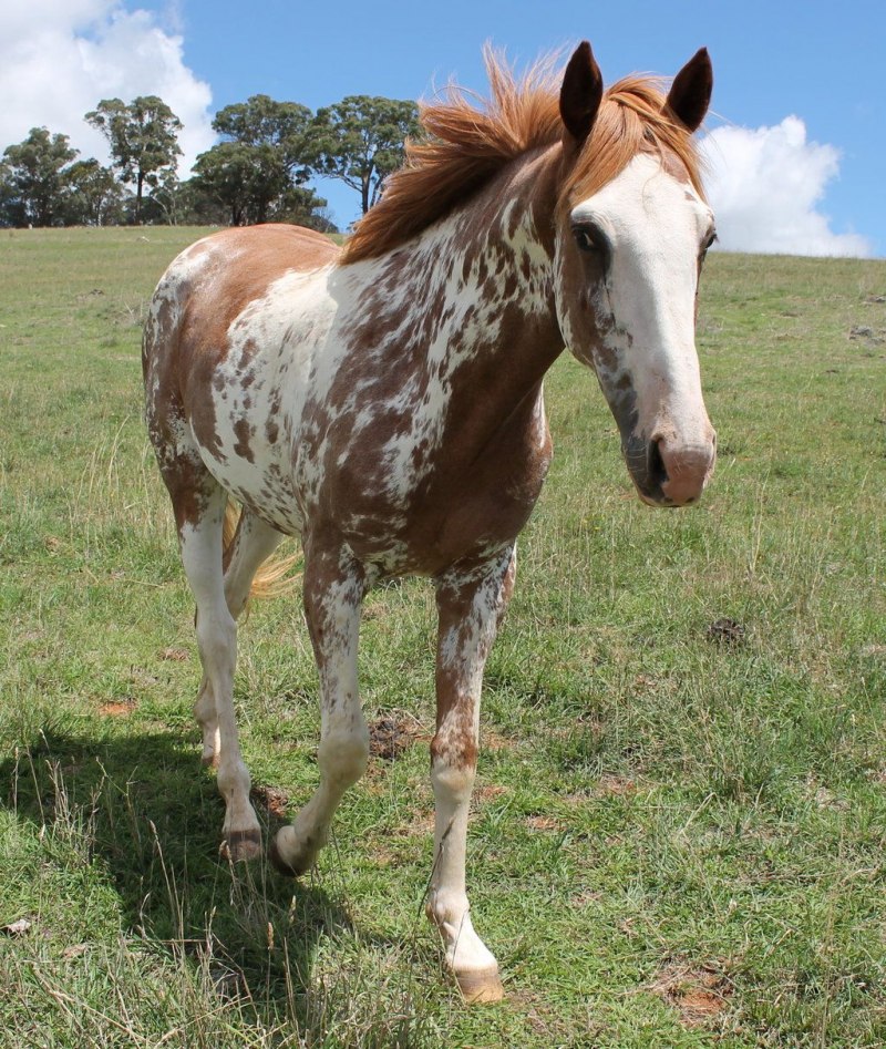 Американский Пейнтхорс масти