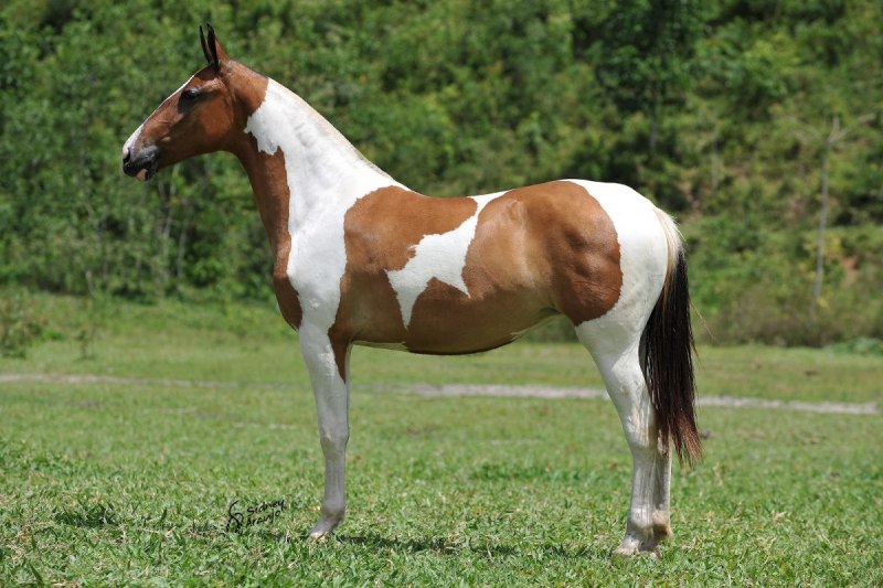 Пинто Хорс лошадь