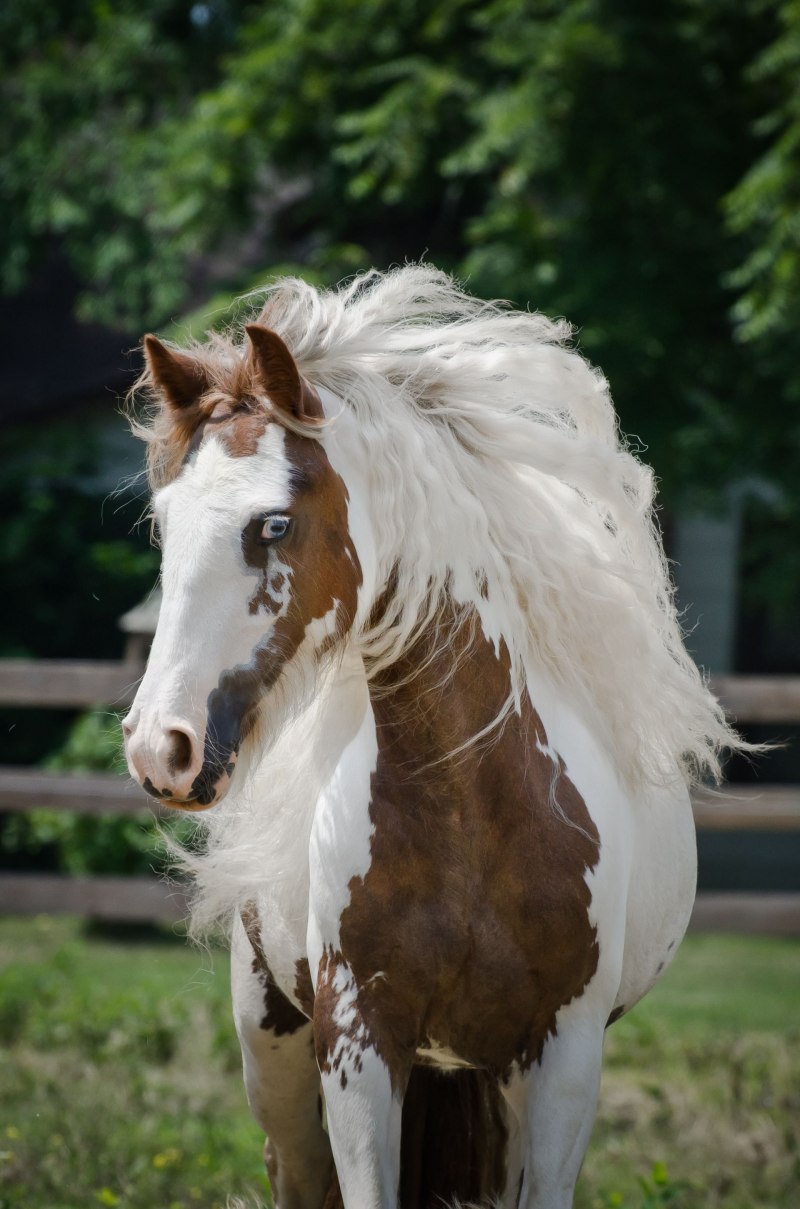 Пегая оверо