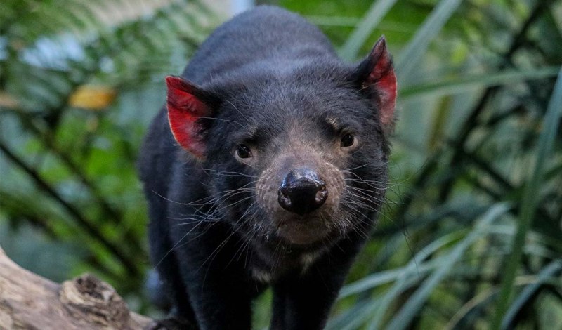 Тасманский дьявол