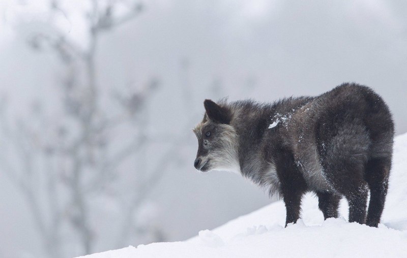 Японский серау животное