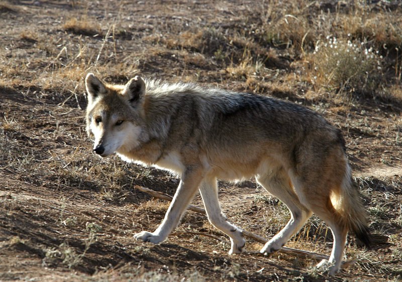 Волк в пустыне
