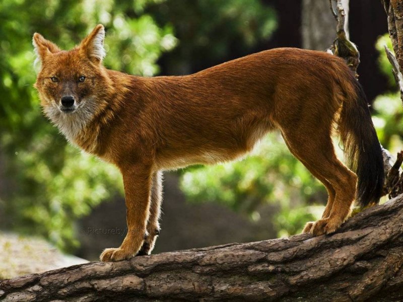 Горный волк