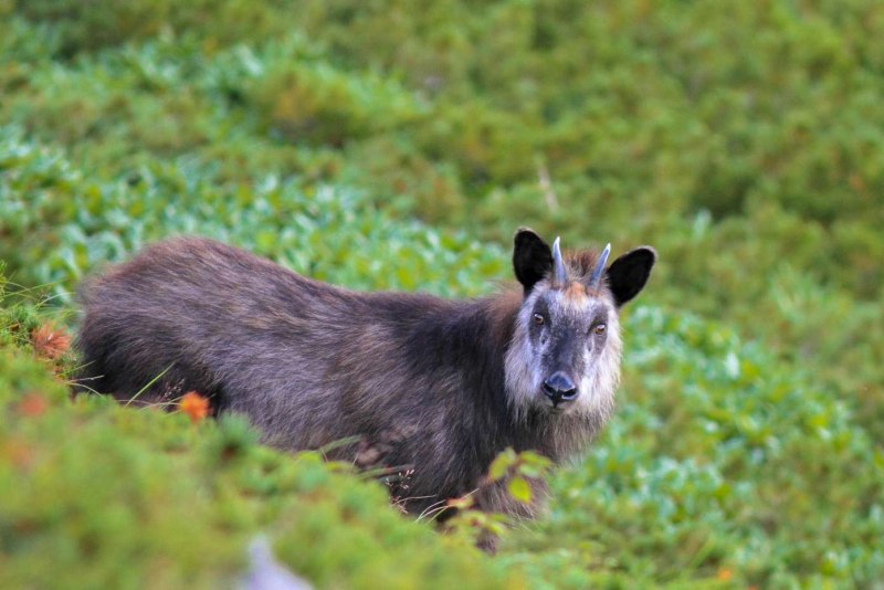 Японский серау