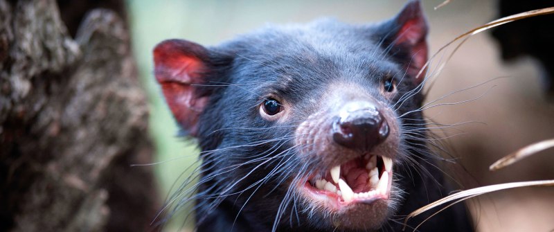 Тасманийский дьявол