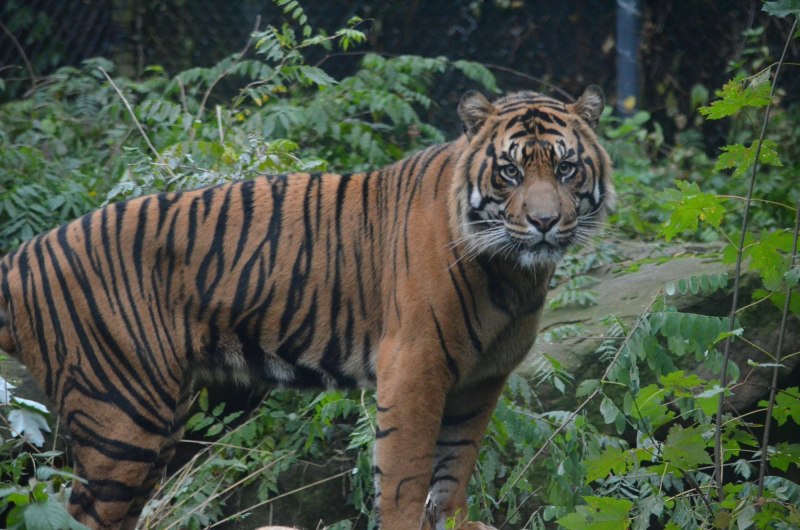 Волк склонил голову