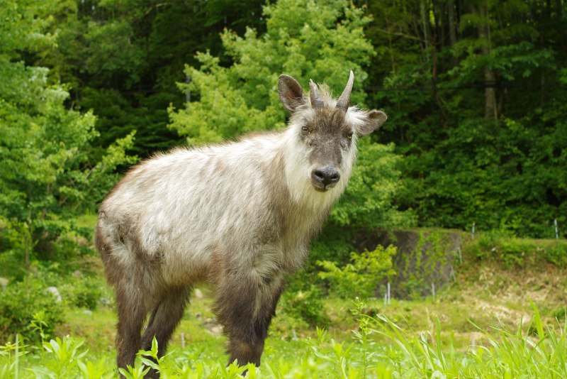Горный сероу