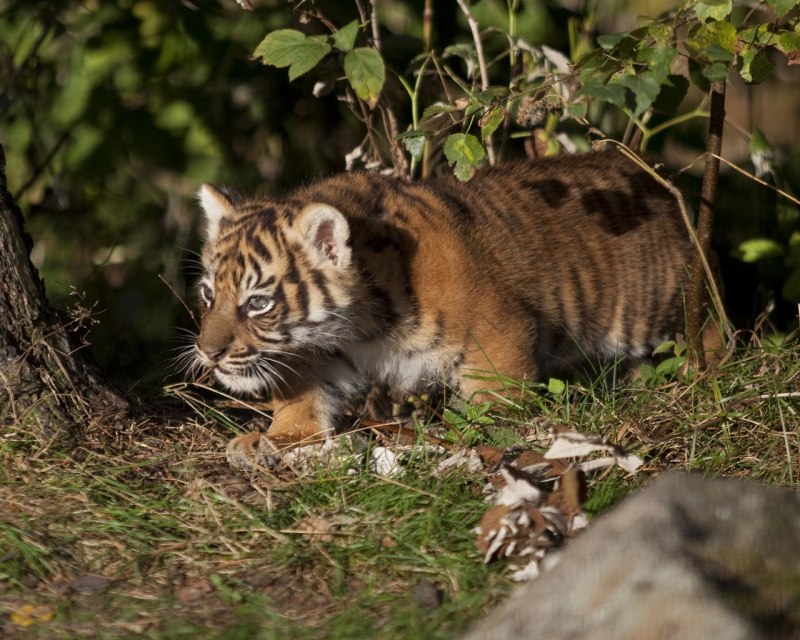 Тигр притаился