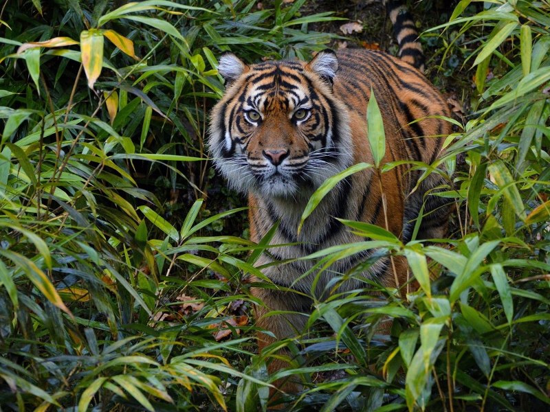 Зоопарк Сан Диего тигрята