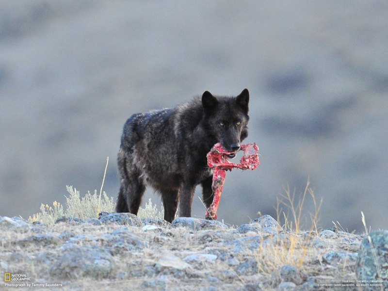Среднесибирский волк