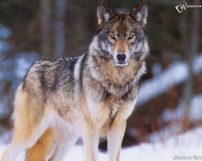 Среднерусский Лесной волк