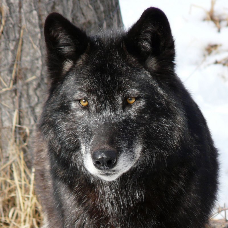 Фото Волков на рабочий стол