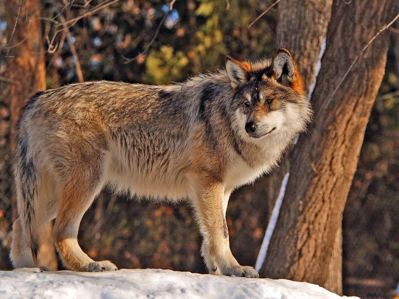 Дикие животные