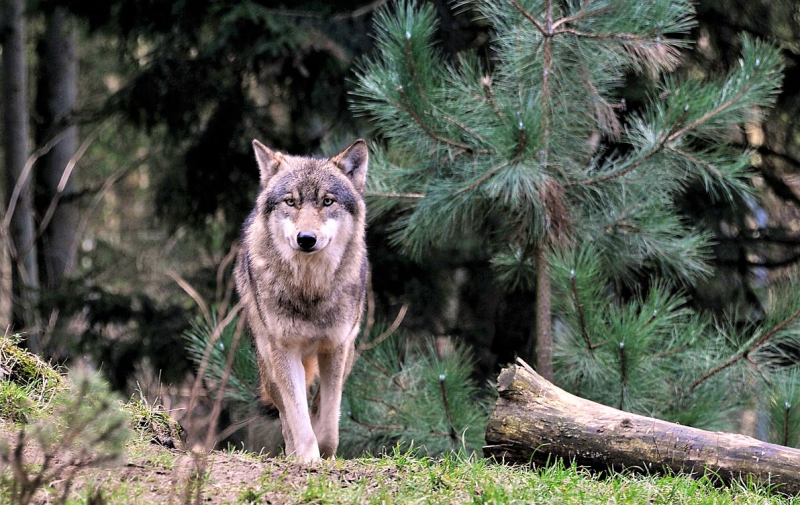 Таёжный волк