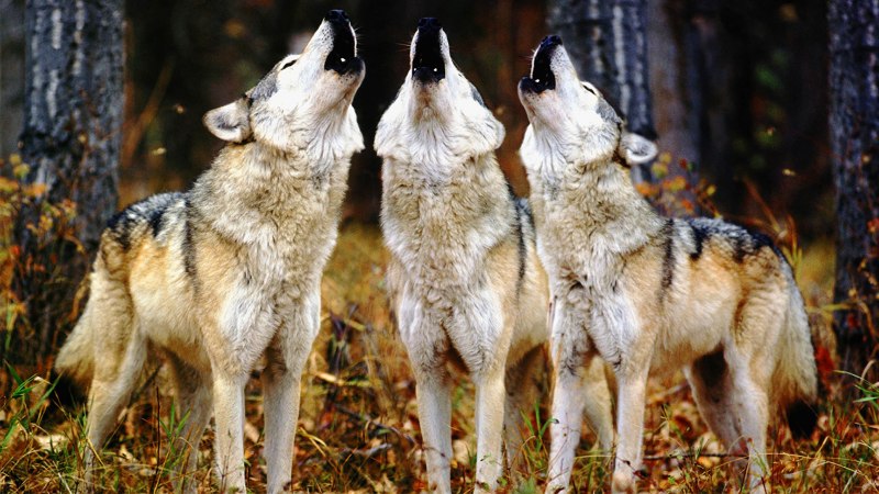 Волкособ Вульф черный