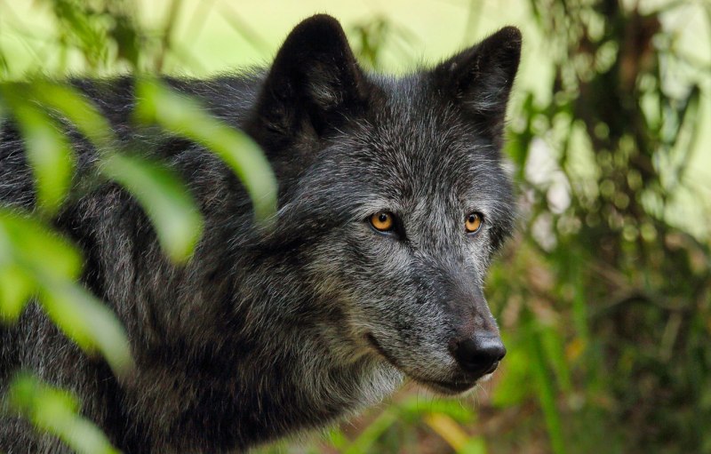 Красивый волк