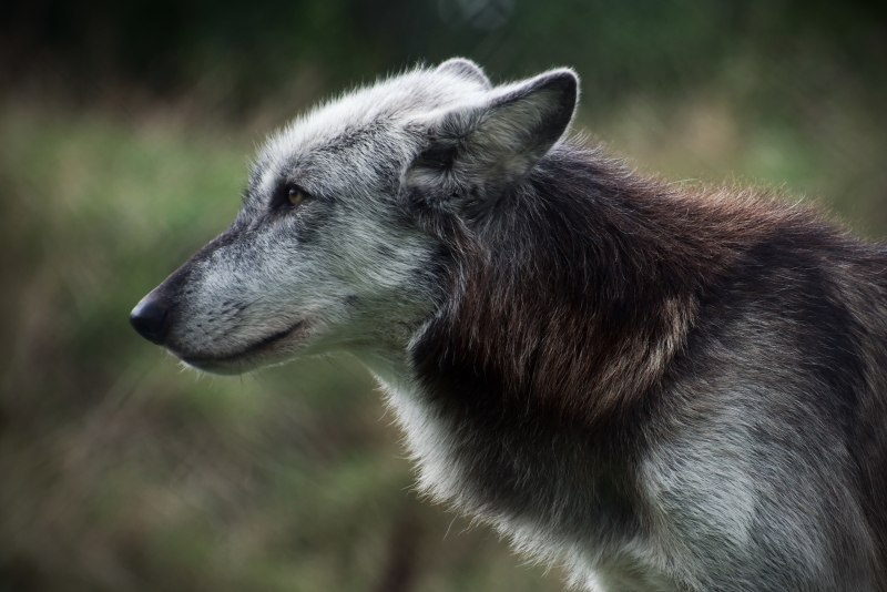 Кавказский волк фото