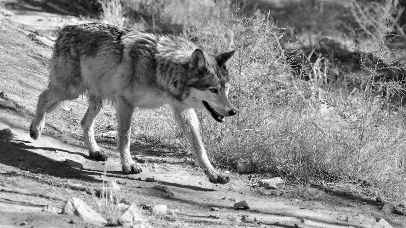 Волк переярок