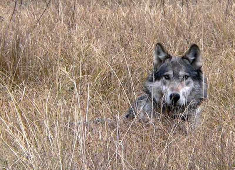 Волк меланист