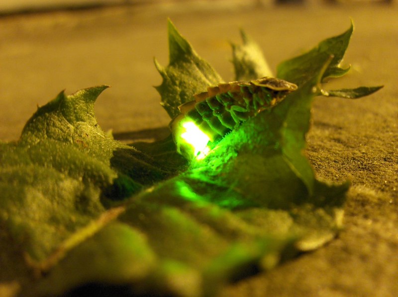 Светлячок зеленый