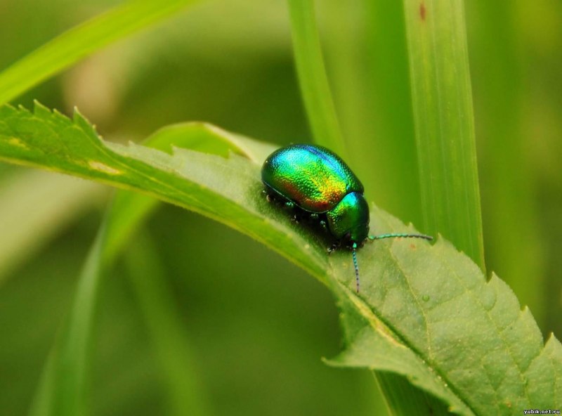 Щавелевый Листоед