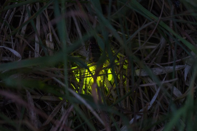 Светлячок Крымский