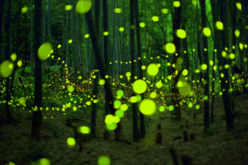 Светлячок зеленый