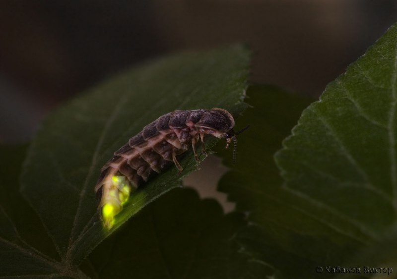 Пещерный Жук светляк