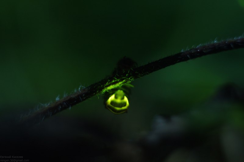 Светлячки в Краснодарском крае