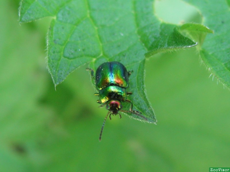 Зеленый Жук Светлячок
