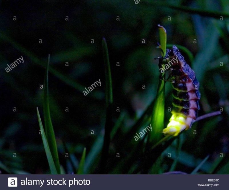 Жук Светлячок в темноте