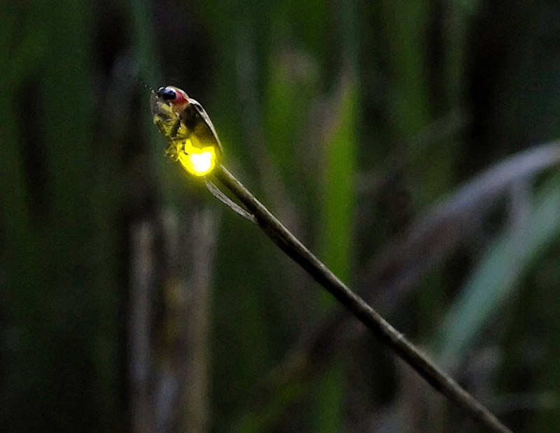Лампириды светлячки