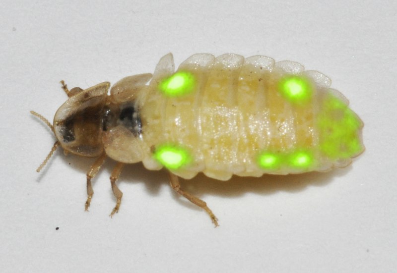 Личинка жука светляка