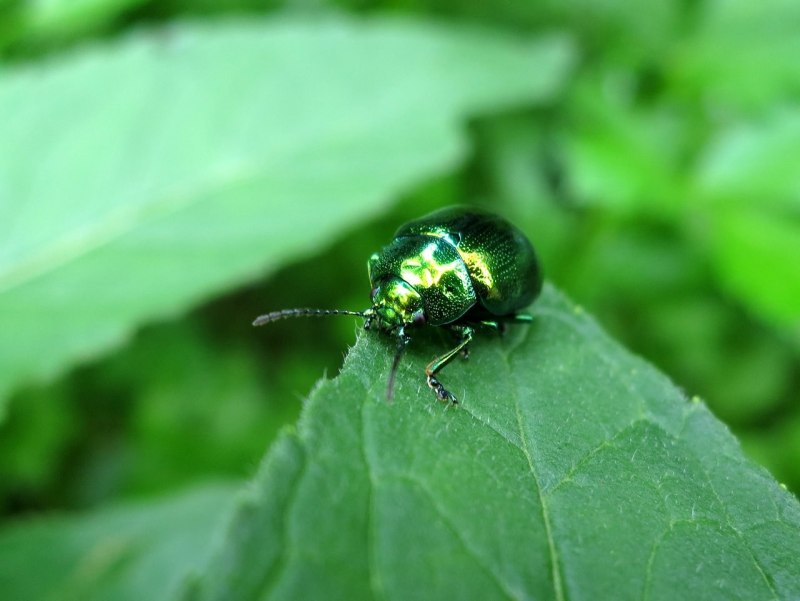 Листоед зеленый мятный