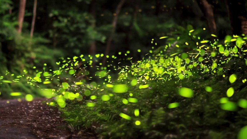 Хотаругари любование светлячками