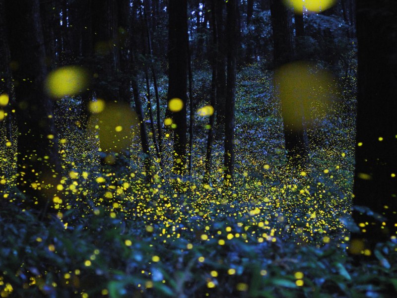 Куала Лумпур светлячки